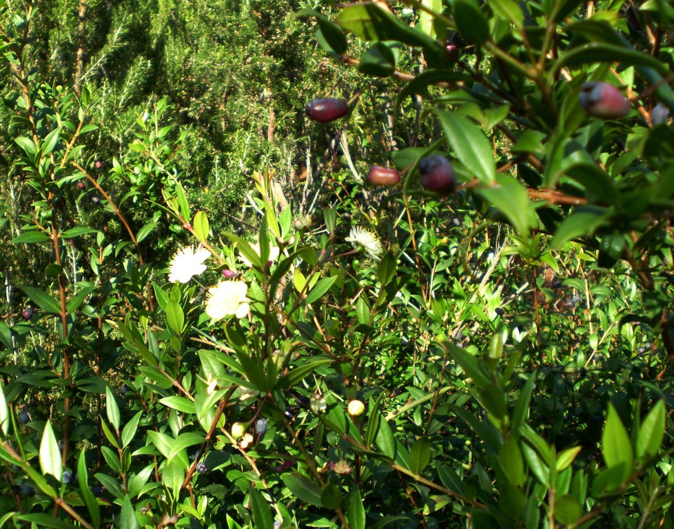 Myrtus communis, fioritura autunnale